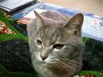 2009.1.4ネコ.jpg